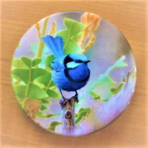 Splendid Fairy Wren | Blue Wren Bird Fridge Magnet Gift | Australian Bird Gift
